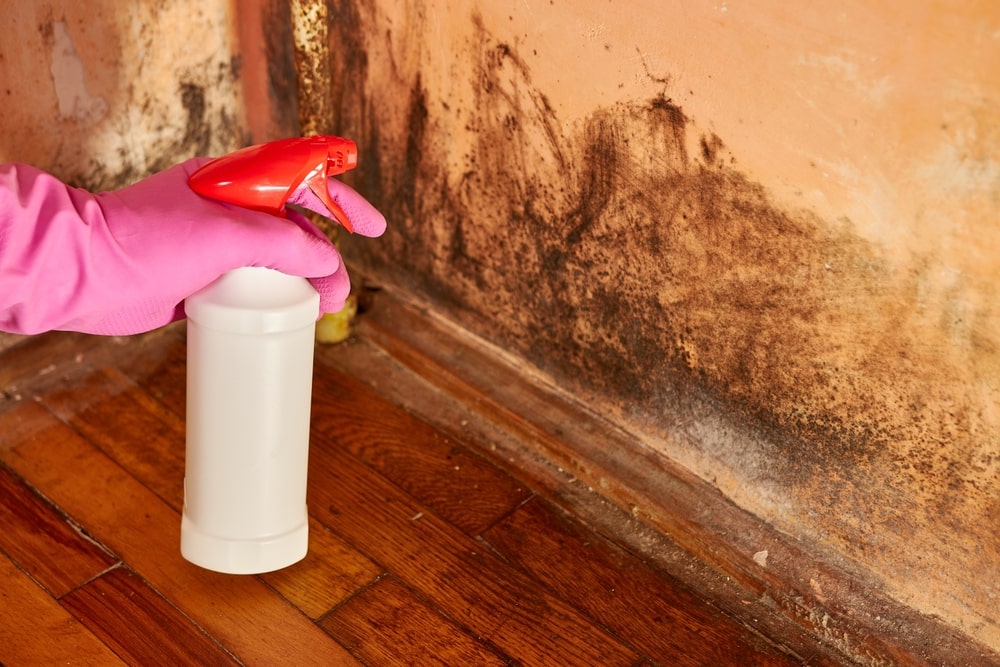 chlorine sprayed on wall affected by mold - 6 Health Benefits of Quality Home Insulation